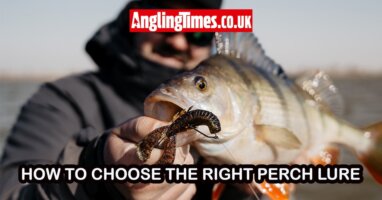 How to choose the right lure for perch fishing