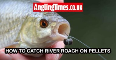 How to catch specimen river roach on pellets