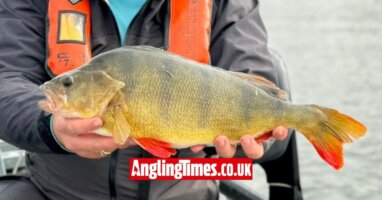 Tricky lure session leads to a superb perch