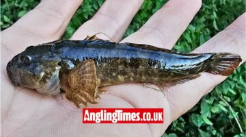 Giant bullhead could have been a British Record