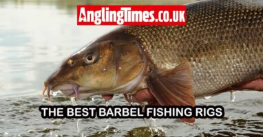 The only barbel rigs you’ll ever need!