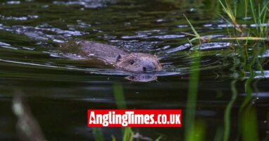 “Beaver bombing” has increased UK beaver populations