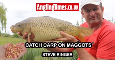 How to catch commercial carp on maggots | Steve Ringer