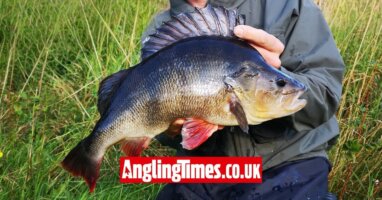 Huge Scottish perch tempted on a lure