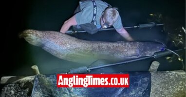 Angler lands one of the biggest catfish ever caught in the UK