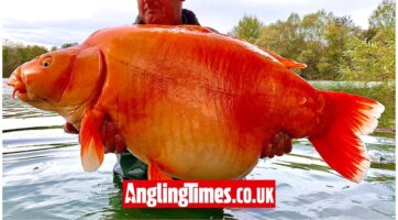 The most famous ‘goldfish’ in the world has died