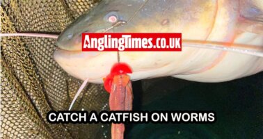 How to catch catfish on worms