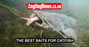 The best baits for catfish