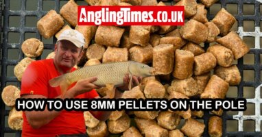 8mm hard pellets on the pole | Steve Ringer
