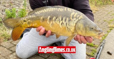 Shock carp caught on a lure