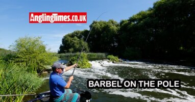 How to catch barbel on a pole
