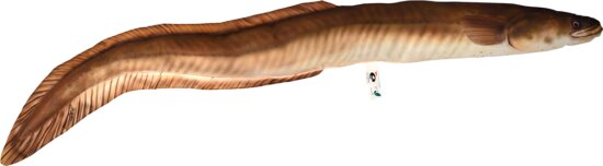 Halaspárna Angolna 115Cm