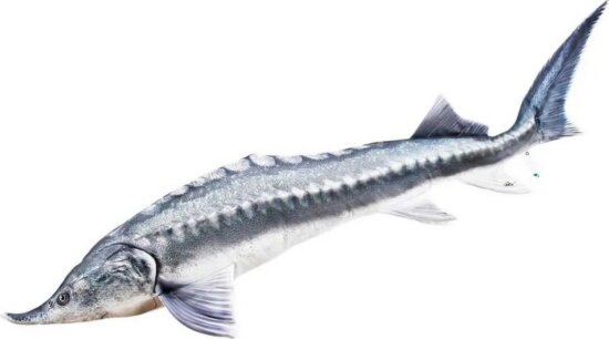 Pillow The Beluga Sturgeon 140Cm