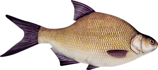 Halas Párna Keszeg 70cm