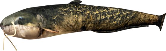 Halas Párna Harcsa Baby