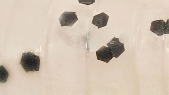 Rapture Ulc Hellgrammite 33mm/1g Pearl Blue 8 db lágygumi csali