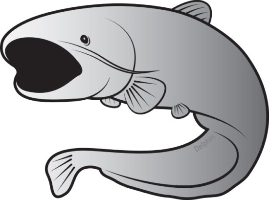 Delphin Öntapadó harcsa SILVER