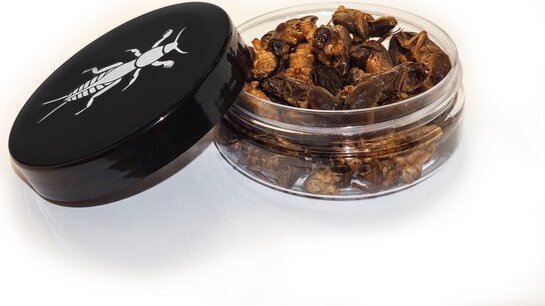 Szárított Lótetű 18 Gr