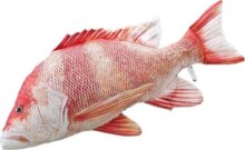 Pillow The Red Emperor 80 Cm