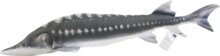 Halas Párna Viza 125Cm