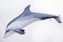 Pillow The Bottlenose Dolphin - Grey 55Cm