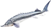 Pillow The Beluga Sturgeon 140Cm