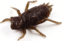 FISHUP Dragonfly 0.75" (12pcs.), #050 - Green Pumpkin Brown/Red & Purple