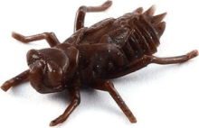 FISHUP Dragonfly 0.75" (12pcs.), #012 - Chaos