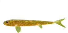 Bite On Pelagic Wizard 200 Caramel Oil / 1db