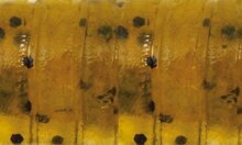 Rapture Ulc Water Shrimp 62mm/1g Watermelon Bf 8 db lágygumi csali