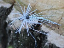 Rapture Tg Finesse Rub.Jig 3,5g#01 Wh/Bl-Prl/Blck 1db műcsali