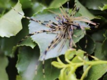 Rapture Fiz Jig C05 7,0g #01 2db, speciális műcsali