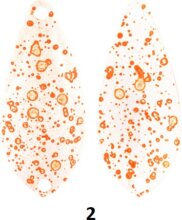 Rapture Area Sysma kanál villantó 2,2g 28mm Clo