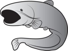 Delphin Öntapadó harcsa SILVER