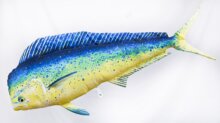 Pillow The Mahi Mahi 112Cm