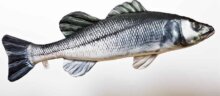 Pillow The European Sea Bass 70cm