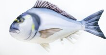 Pillow The Gilthead Sea Bream 60cm