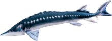 Pillow The European Sturgeon 36Cm