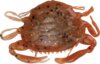 Berkley Gulp! GULP PEELR CRAB 2IN New Penny IR 5 Darab gumihal