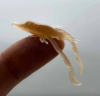 Just Fish Bait Krill Shirasu 5cm