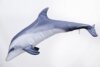 Pillow The Bottlenose Dolphin - Grey 55Cm