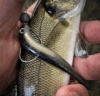 Just Fish Bait Kitara SR Ragno 14cm