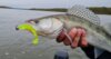 Nevis Impulse Shad 10cm 4db/cs (Poison Green)