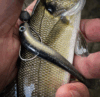 Just Fish Bait Kitara SR Ragno 10cm