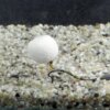 Stég Wafters Smoke Ball 14mm 40g - vajsav