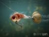 Delphin SpinWIN 12g/REDBACK