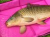 Pontymatrac peremmel Delphin DUOMAT QUEEN WOW (90x40x10 cm)