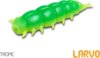 Műcsali Delphin LARVO Cheese / 15 db (3cm / MAGGOT)