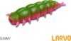 Műcsali Delphin LARVO Cheese / 15 db (3cm / WHITE)