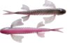 Bite On Fury Pink Sea 120mm